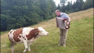 Cow in love with accordion.