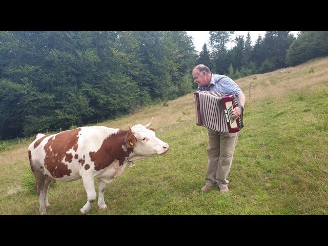 Cow in love with accordion. class=