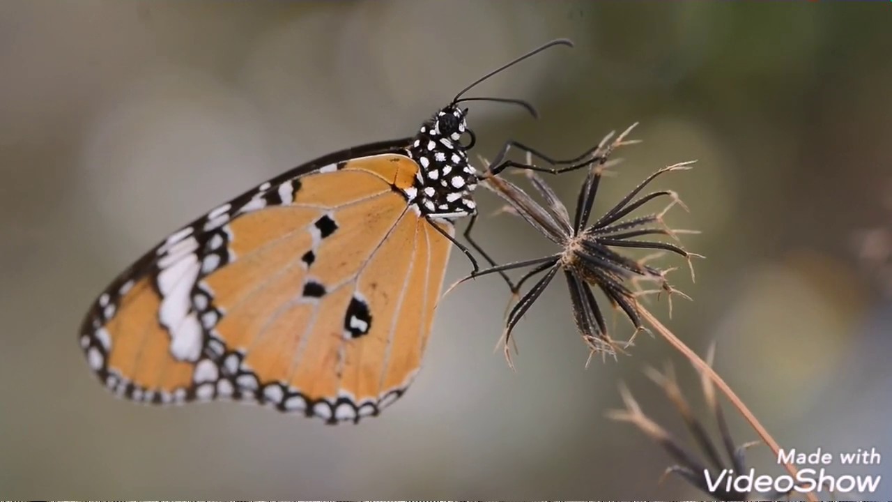 Butterflies Flying in slow Motion HD Houston Butterfly Museum YouTube
