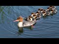 Baby Ducks: Mergansers