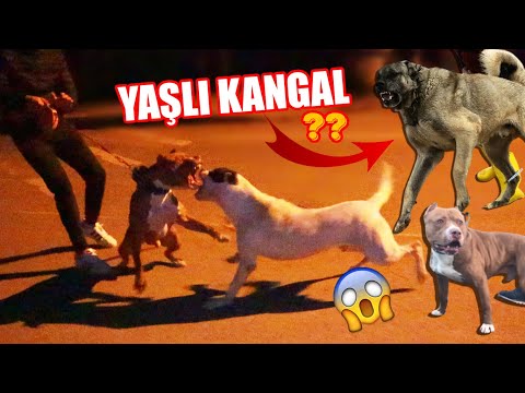 YAŞLI KANGAL BOYKA'DAN KORKTU! (PİTBULL SALDIRDI)