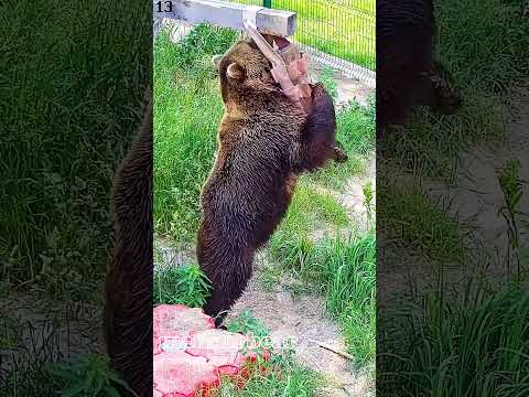 Видео: Почеши-ка мне спинку