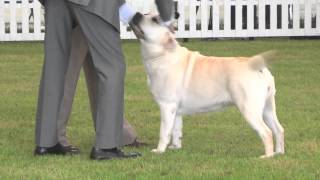 Rocheby Sensational at Southern Counties 2015 by Labrador Retrievers by Dahlin 7,576 views 8 years ago 5 minutes