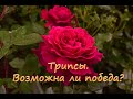 Трипсы.  Возможна ли победа?