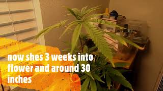 new mature clone 3 weeks into flower fishtank aquaponics