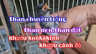 28/4/24Về Chòe than chuyền trống, than non ,Chòe đất, khướu konkakinh, khướu cánh đỏ