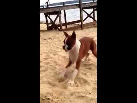 Dog Eats Lemon and goes CRAZY