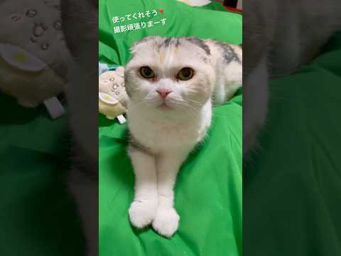 グリーンバックならぬグリーンカーペットのような = ˘ ㅎ ⋏ ㅎ ˘ = #shorts #cat #三毛猫 #猫のいる暮らし #猫のいる生活 #ねこ #猫 #スコティッシュフォールド
