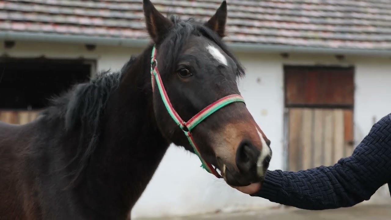 Szarvasi Települési Értéktár - Szarvasi Lovári cigányok – lótartási szakértelme
