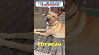 #694 #dogs #cachorro #bestfeed #pets #cachorros #petlover #petsfofinhos #puppy #memes