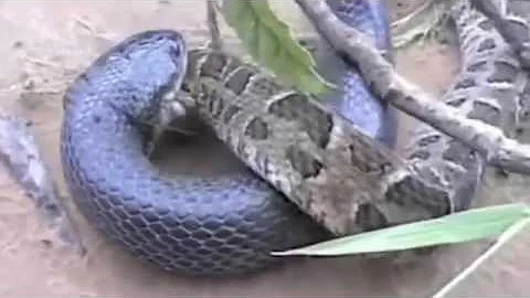 ¿Quién ganaría entre una cobra y una pitón?