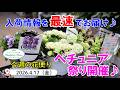 今週の花便 #179 【2026.4.17】ペチュニア祭り開催♪ ペチュニアが〇〇品種入荷♪【入荷情報を最速でお届け!!】