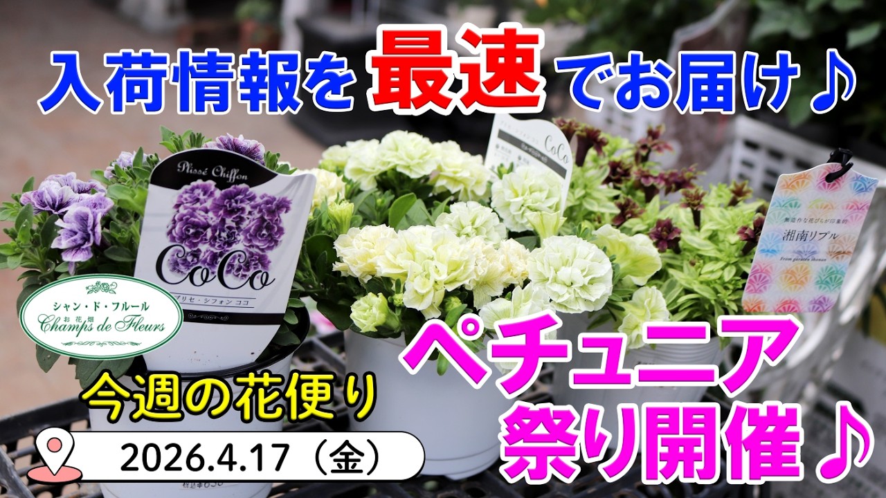❤️収穫終了1日2SET限定✨菜の花1.5kg✨❤️ This Week's Flower News #179 [2026.4.17] Petunia Festival Held! XX