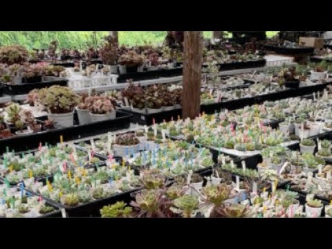 Part 2 Sales Live 7/31] Succulents Aeonium: Newcomers