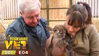 The Yorkshire Vet Countryside Specials Season 1 Episode 4 Full Episode