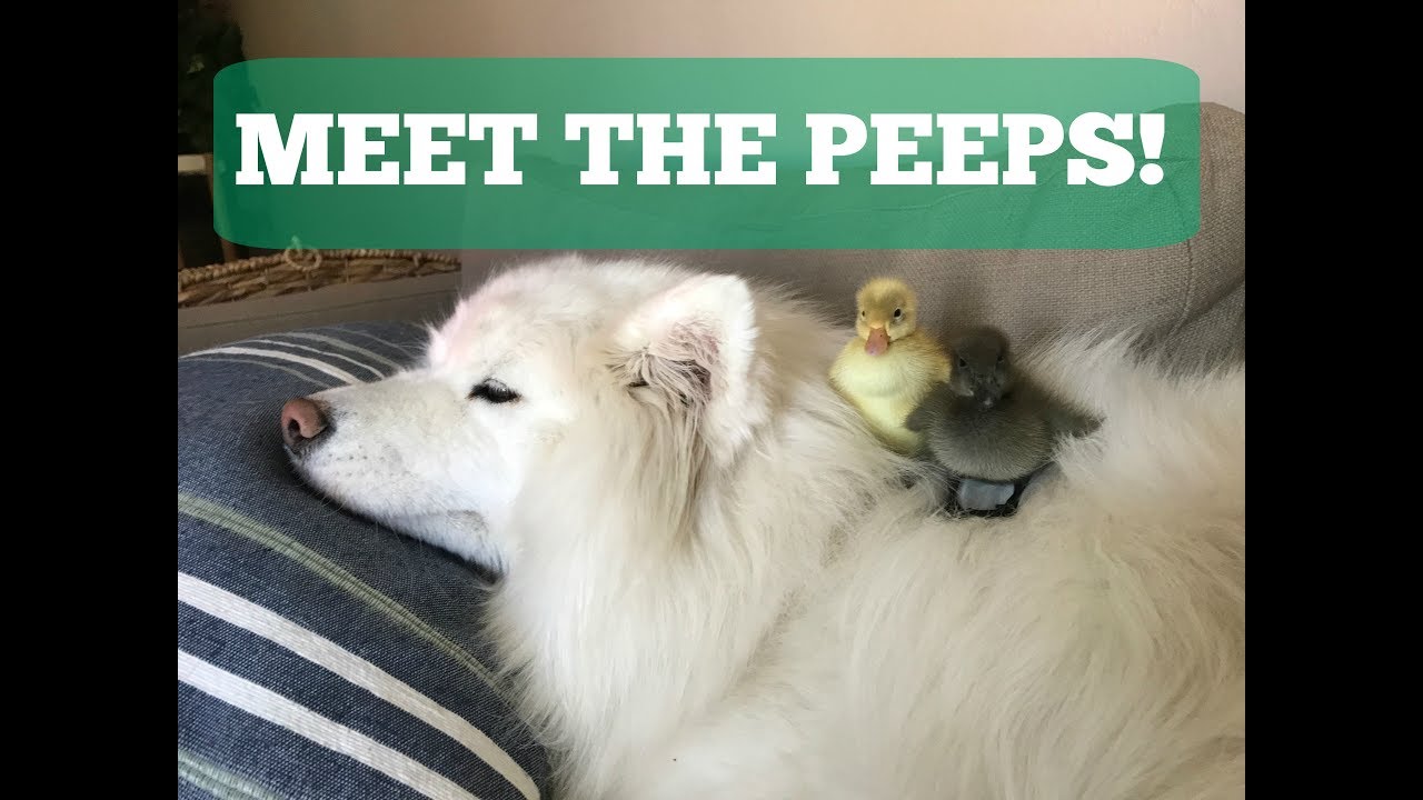 Meet the Peeps! Chicks, Ducklings, Samoyeds, and a Poultry Brooder Haul
