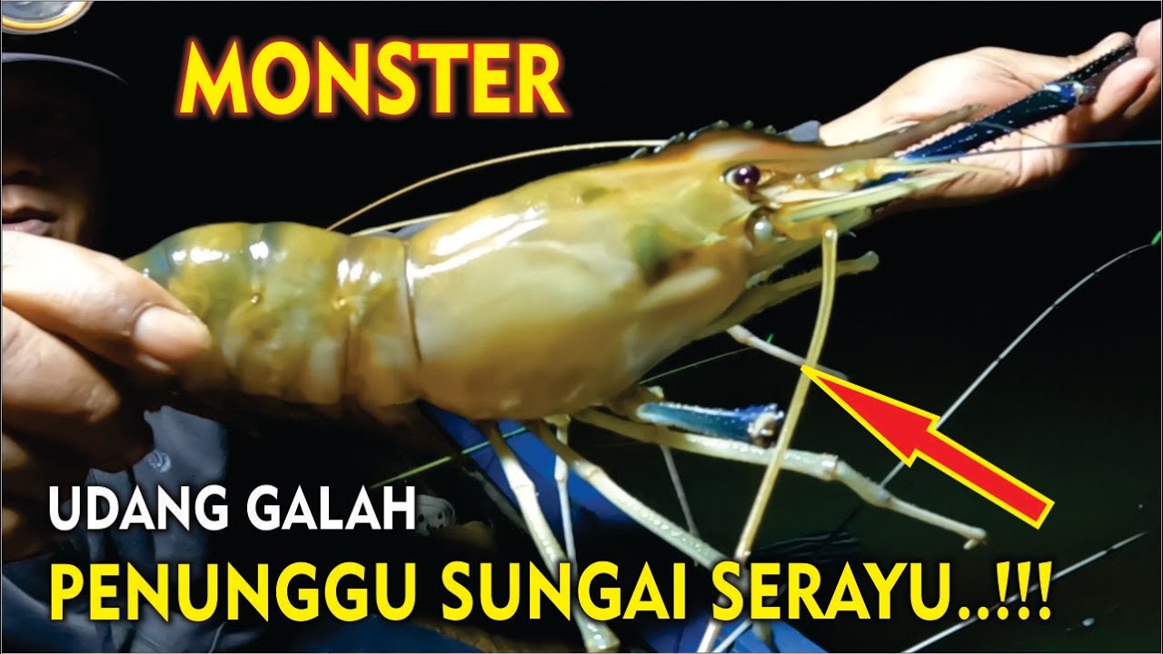 Perlawanan kuat udang galah monster penunggu sungai serayu || Panen udang galah besar #fishing