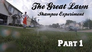 The Great Lawn Shampoo Experiment - Part 1