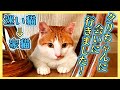【捨て猫⁉︎ 突然現れた茶白の子猫】その⑥ 感動の再会！😸