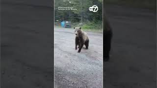 Frighteningly Close Encounter With Grizzly Bear While Walking Her Dog