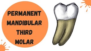 Mandibular Third Molar | Tooth Morphology Made Easy!