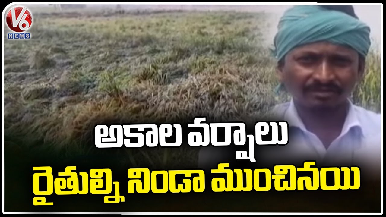 Heavy Crop Loss Due To Sudden Rains | Nizamabad | V6 News - YouTube