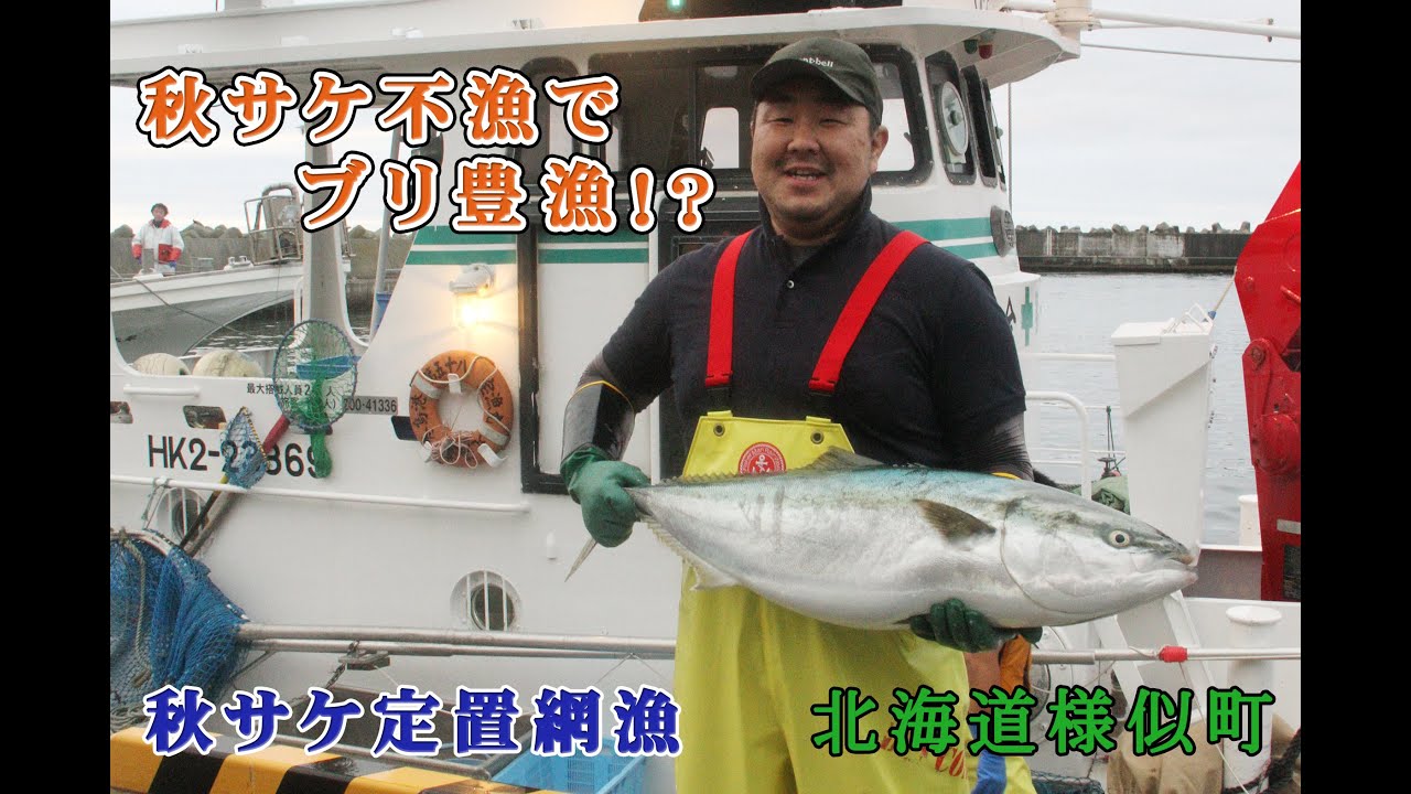 北海道様似町 秋サケ不漁でブリ豊漁 定置網漁のご紹介 Youtube