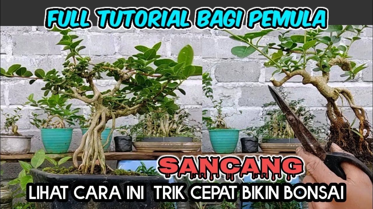 cara cepat membuat sancang mame//premna microphylla@gones vlog
