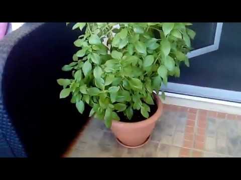 Βίντεο: Είναι το ocimum sanctum βότανο ή θάμνος;