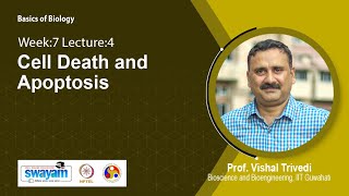 Lec 34: Cell Death and Apoptosis Lec 40 Cell Death Kinetics