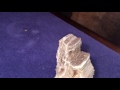 Petrified Wood W/ Quartz RARE ALABAMA BRILLIANT WOOD Smokey Druzy Crystals Video Petrified Wood W/ Quartz RARE ALABAMA BRILLIANT WOOD Smokey Druzy Crystals Video