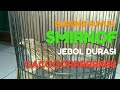 Burung Puyuh Smirnof Jebol Durasi
