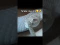 Snake mewing🤫🧏 #snake #memes