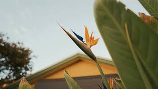 Property for Sale: 202 Ontario Avenue, Mildura, VIC 3500 | Barry Plant Mildura