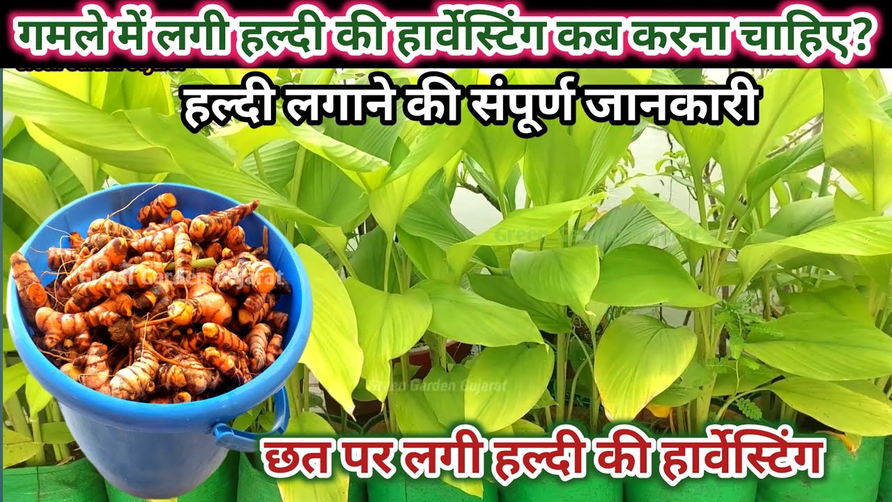 हल्दी उगाने की संपूर्ण जानकारी और हल्दी की हार्वेस्टिंग.Turmeric /Haldi grow &care, harvesting 