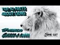 Top 10 Facts About Lions   10 главных фактов о львах