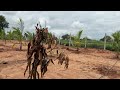 EP53 | August 10th Farmhouse Fruit Plants & Paddy Update | Naiwik Farms