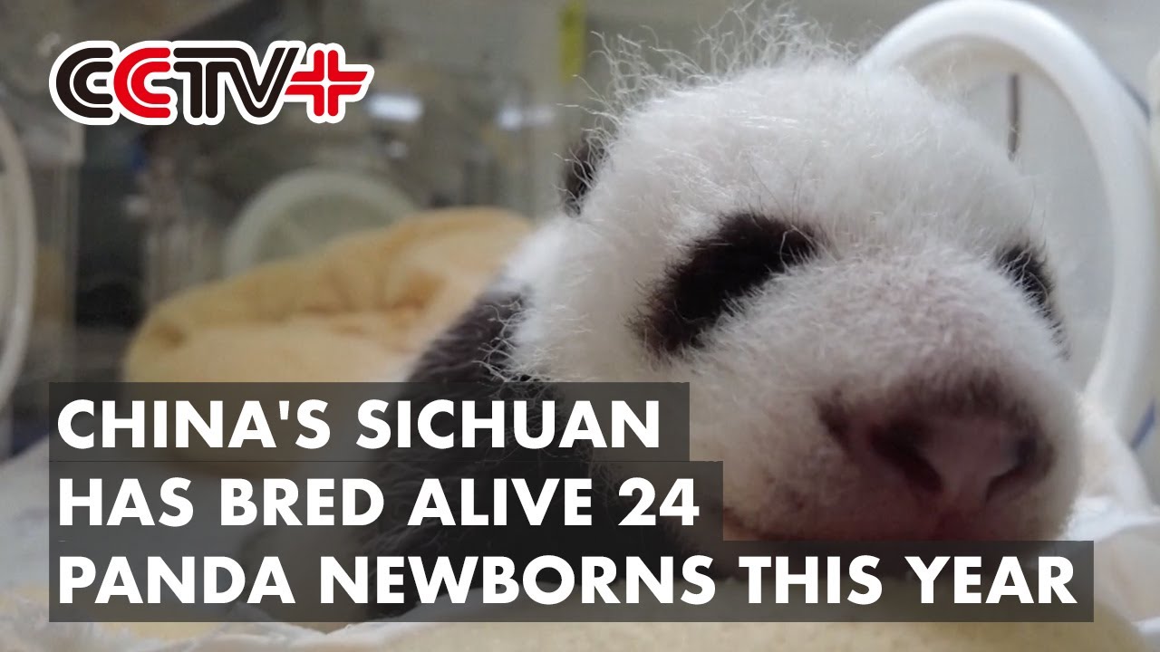 China Sees Flourishing Giant Panda Population with 24 Newborns in Sichuan Conservation Base