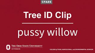 Tree ID Clip: pussy willow