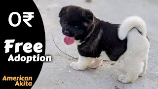 Free American Akita puppy *Akita for free adoption* free home delivery all india