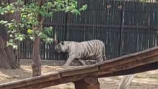 White Tiger #viral #viralvideo #trending #youtube #video #tiger #animals #cat #nature #zoo #video