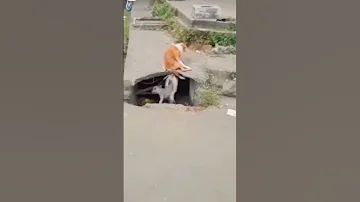 کتے کتی کا ملاپ فنی ویڈیو 