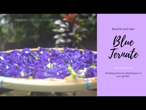 AMAZING PLANT YOU SHOULD GROW IN YOUR GARDEN! - BLUE TERNATE Benefits and Uses | Crissy Tzu
