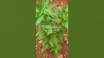 [ والأرض وضعها للأنام] || الآية || عبد الباسط عبد الصمد