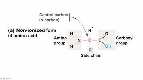 BCOR011WL Chpt 5 - ProteinNucleic