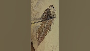 Fossil Fish Preparation and Reveal From Kemmerer, Wyoming #shorts