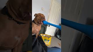 Dog Has Hilarious Way Of Testing New Toy!