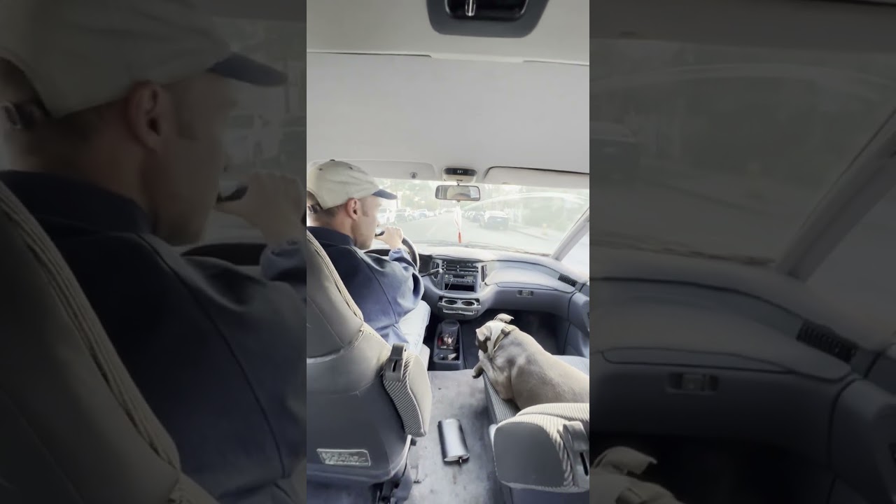 Luke Temple and The Cascading Moms - "Echo Park Donut" (Visualizer)