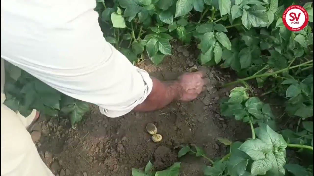 Ace Potato Variety | 56 Days | Aligarh, UP / एस (Ace) आलू किस्म | 56 दिन | अलीगढ़, यूपी