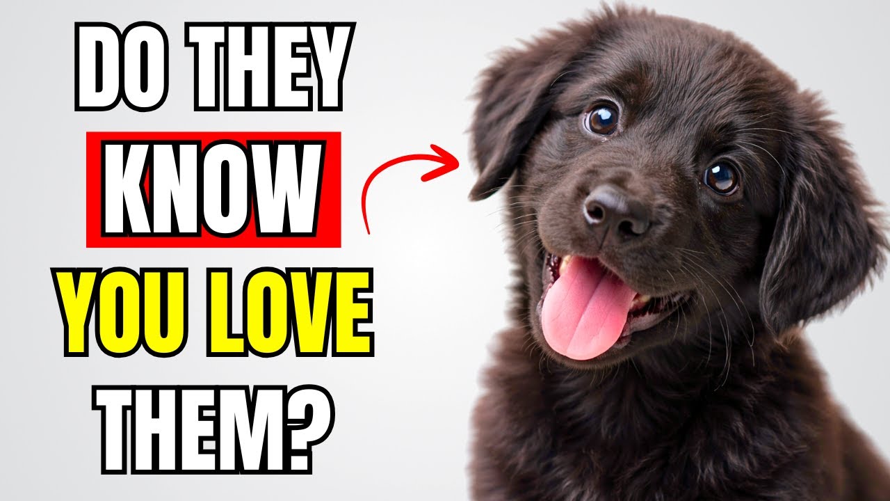 9 Signs Your Dogs ACTUALLY Know You LOVE Them